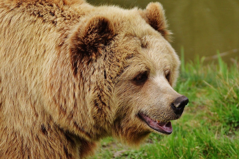 SI L'OURS M’ÉTAIT CONTE, heure du conte